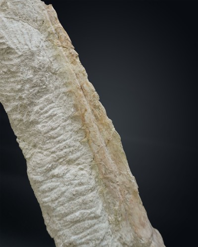 Odontopteryx gigas skull - Paleogene - Morocco - fossil for sale