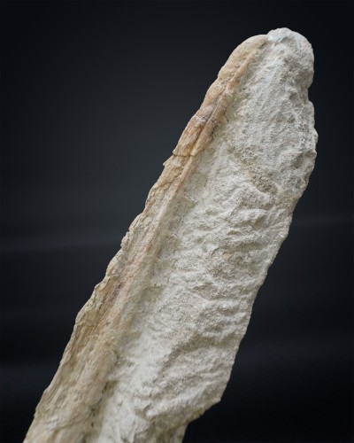 Cranio di Odontopteryx gigas - Paleogene - Marocco - vendita di fossili