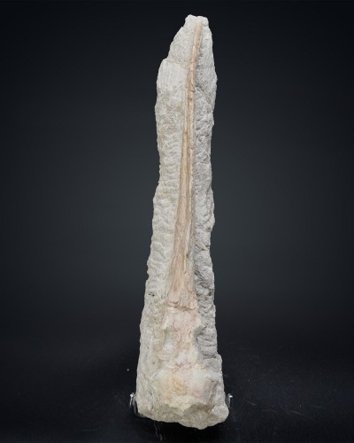 Odontopteryx gigas 頭骨 - 暁新世 - モロッコ産 - 化石通販