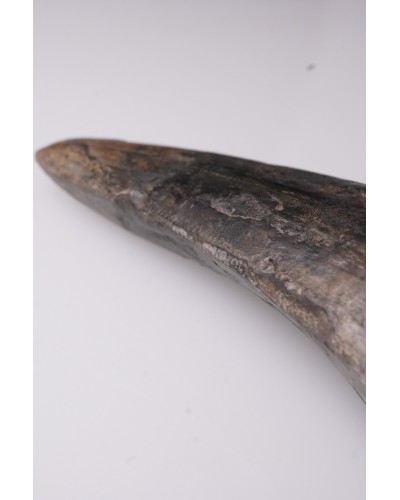 Tyrannosaurus rex dente - Cretacico