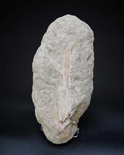 Odontopteryx gigas skull for sale - Paleogene - Morocco