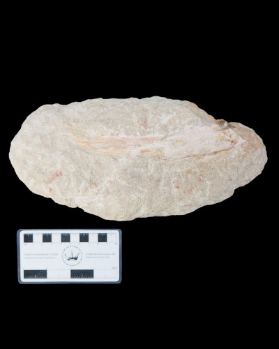 Odontopteryx gigas skull for sale - Paleogene - Morocco
