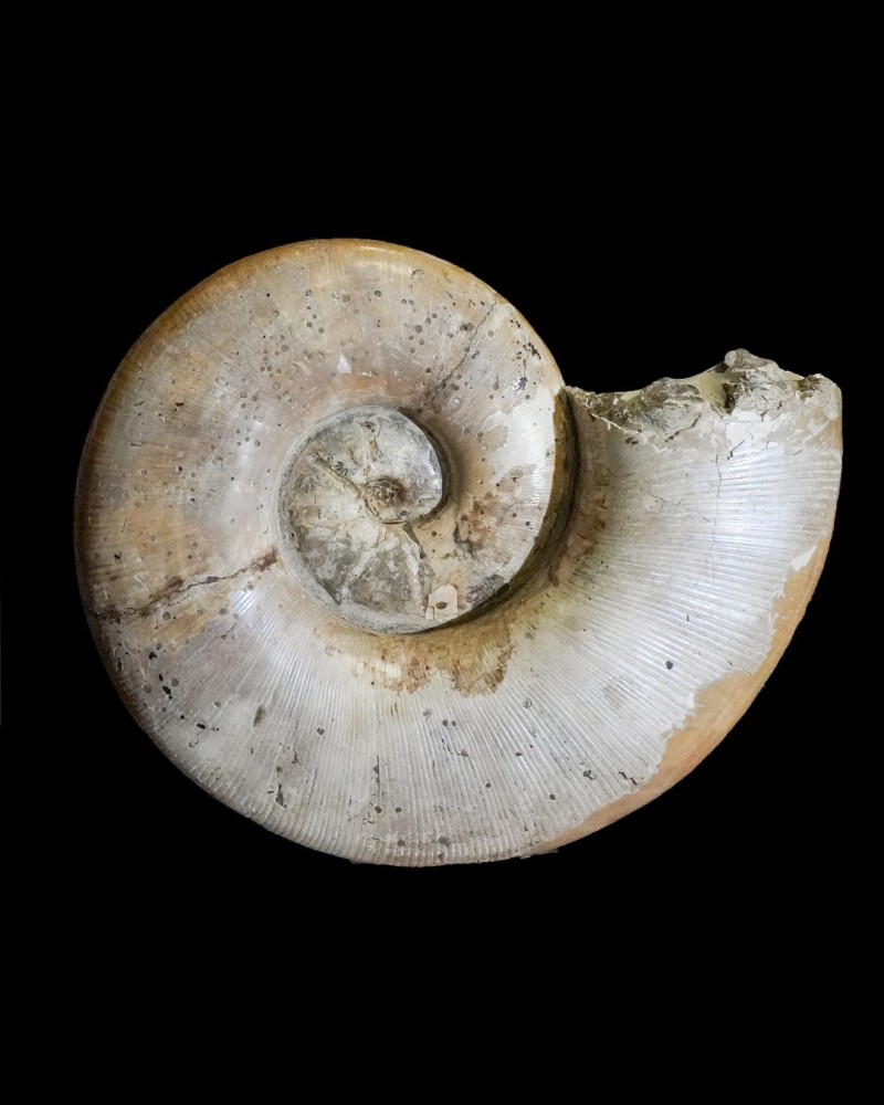 Lytoceras sp. - Cretacico - Madagascar - vendita di ammoniti