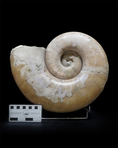 Lytoceras sp. - Cretacico - Madagascar - vendita di ammoniti