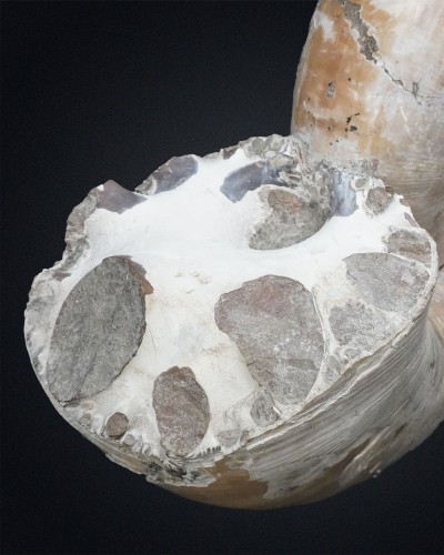 Lytoceras sp. - Cretacico - Madagascar - vendita di ammoniti