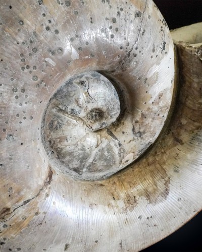 Lytoceras sp. - Cretacico - Madagascar - vendita di ammoniti