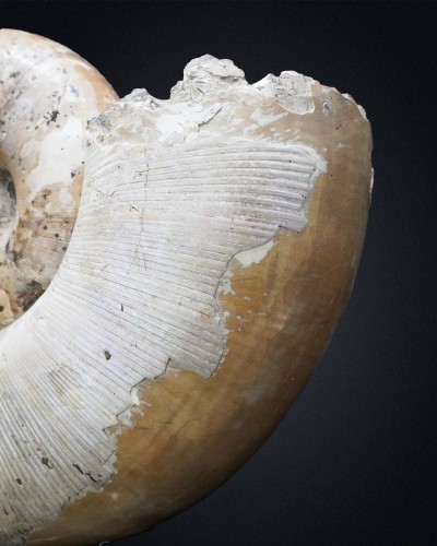 Lytoceras sp. - Cretacico - Madagascar - vendita di ammoniti