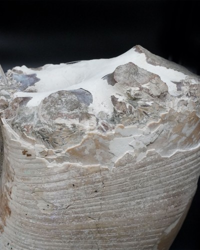 Lytoceras sp. - Cretacico - Madagascar - vendita di ammoniti