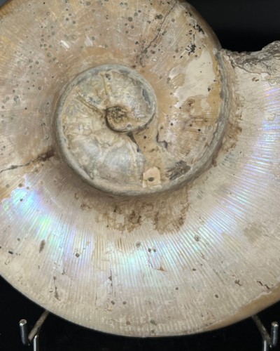 Lytoceras sp. - Cretacico - Madagascar - vendita di ammoniti