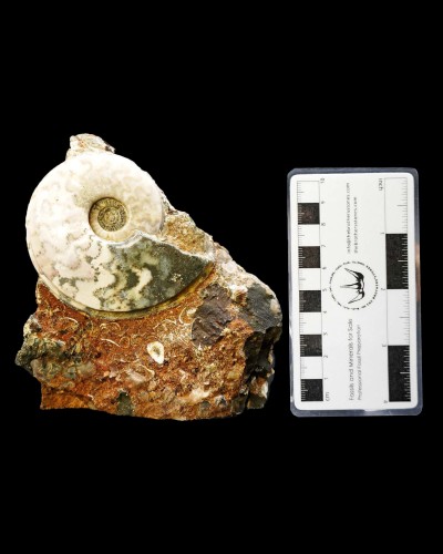 Eparietites sp. - Giurassico - Regno Unito - vendita di ammoniti