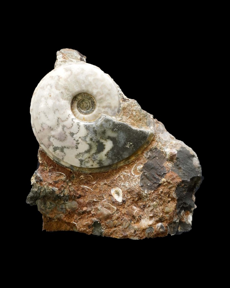 Eparietites sp. - Lower Jurassic - UK - ammonite for sale