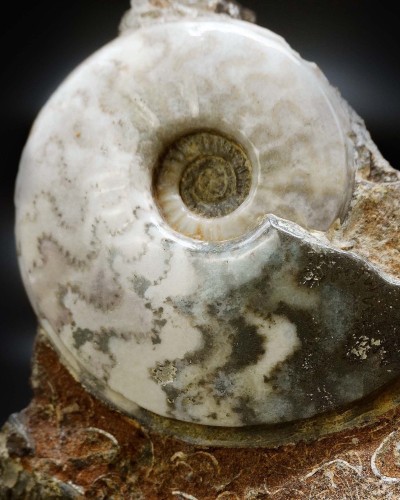 Eparietites sp. - Lower Jurassic - UK - ammonite for sale