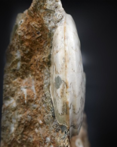 Eparietites sp. - Giurassico - Regno Unito - vendita di ammoniti