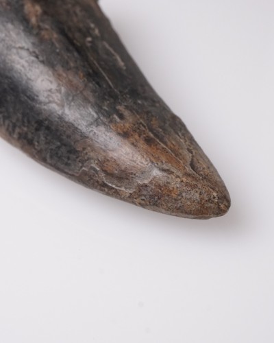 Tyrannosaurus rex dente - Cretacico