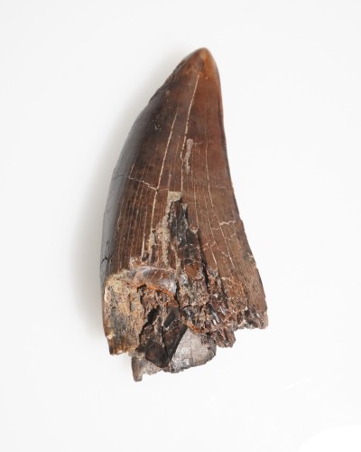 T-REX fossil tooth - Hell Creek FMT - dinosaur for sale