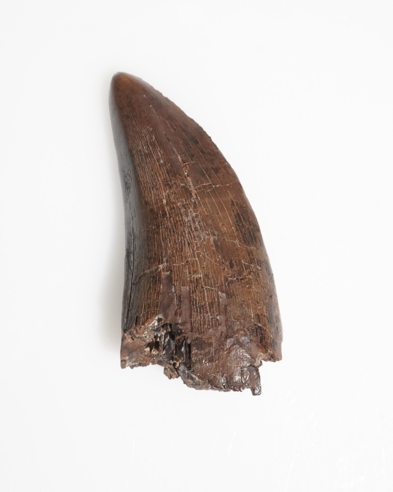 T-REX fossil tooth - Hell Creek FMT - dinosaur for sale