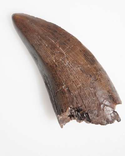 T-REX fossil tooth - Hell Creek FMT - dinosaur for sale