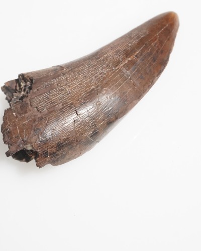 T-REX fossil tooth - Hell Creek FMT - dinosaur for sale