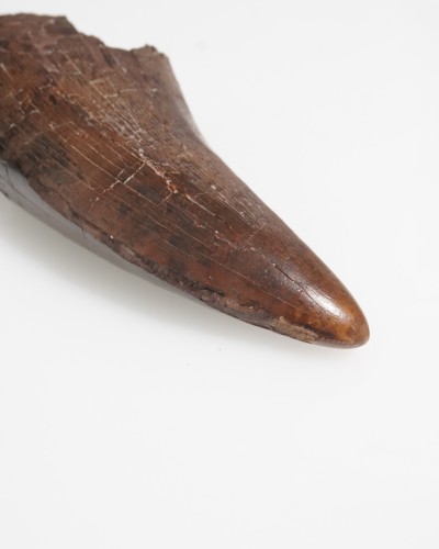 T-REX fossil tooth - Hell Creek FMT - dinosaur for sale