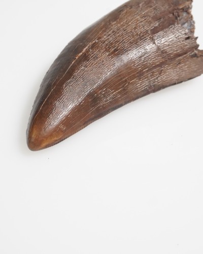 T-REX fossil tooth - Hell Creek FMT - dinosaur for sale