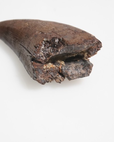 T-REX fossil tooth - Hell Creek FMT - dinosaur for sale
