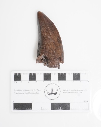 T-REX fossil tooth - Hell Creek FMT - dinosaur for sale