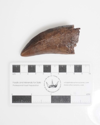 Dente anteriore di T-Rex - Hell Creek FMT - vendita fossili di dinosauro