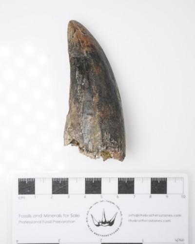 Tyrannosaurus rex dente - Cretacico