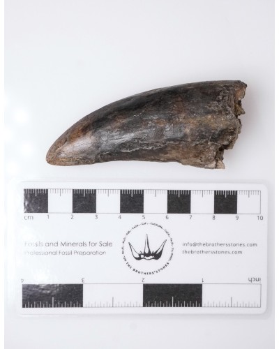 Tyrannosaurus rex dente - Cretacico