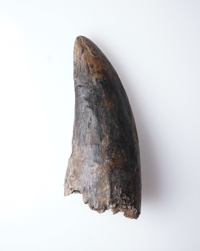 Tyrannosaurus rex dente - Cretacico