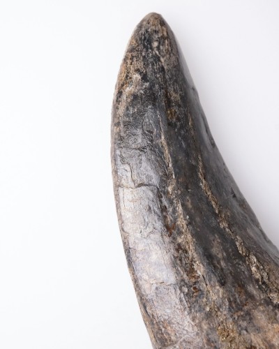 Tyrannosaurus rex dente - Cretacico