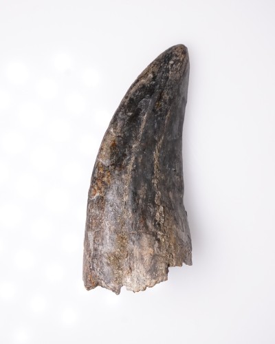 Tyrannosaurus rex dente - Cretacico