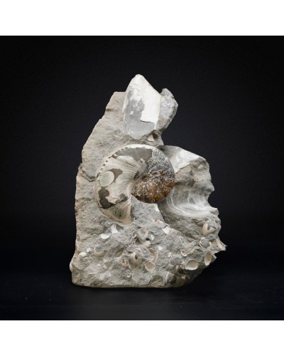 Hoploscaphites Nicoletti - Cretacico superiore