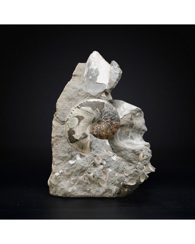Hoploscaphites Nicoletti - Upper Cretaceous