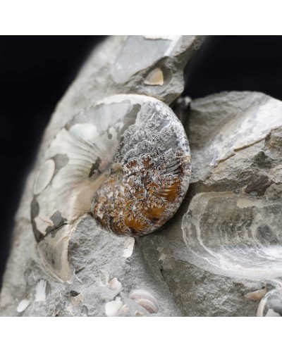 Hoploscaphites Nicoletti - Cretacico superiore