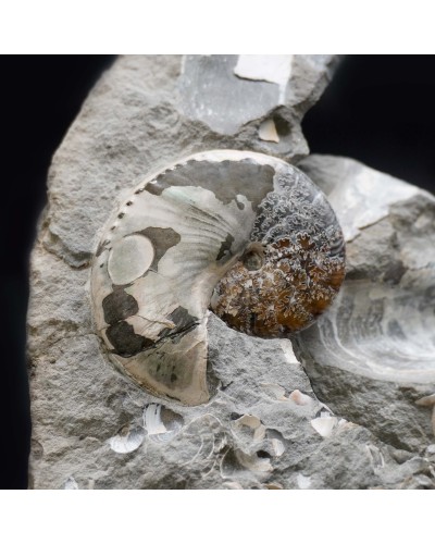 Hoploscaphites Nicoletti - Cretacico superiore