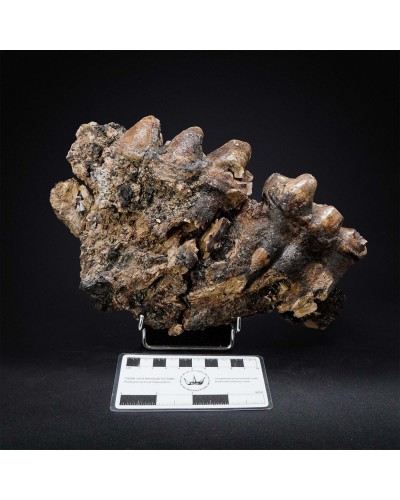 Prodeinotherium hobleyi - Miocene
