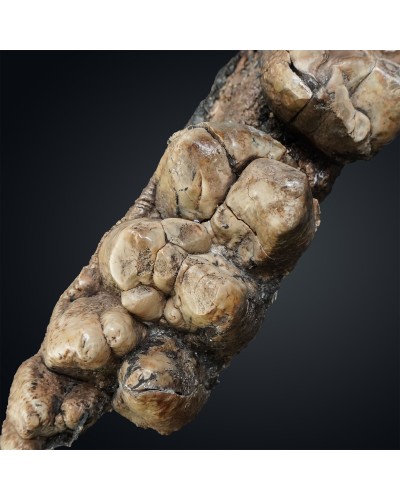 Prodeinotherium hobleyi - Miocene