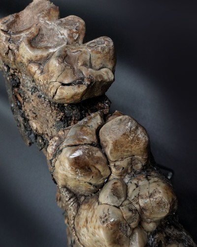 Prodeinotherium hobleyi - Miocene