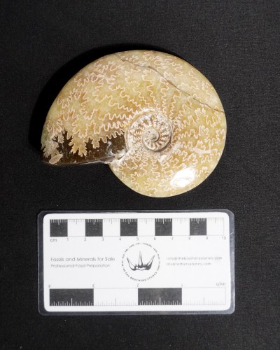 Ammoniti Fossili (Cleoniceras) - Cretacico - Madagascar