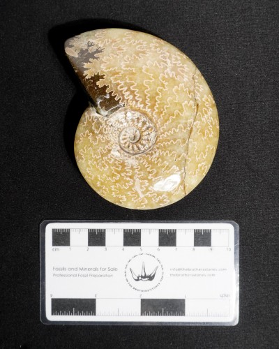 Ammonite Fossil (Cleoniceras) - Cretaceous - Madagascar