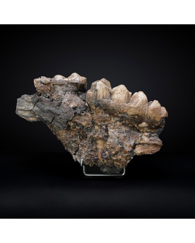 Prodeinotherium hobleyi - Miocene