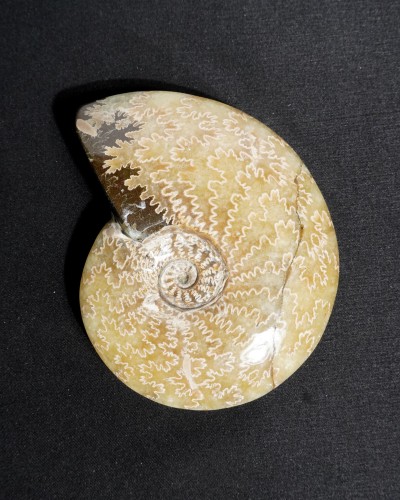 Ammonite Fossil (Cleoniceras) - Cretaceous - Madagascar