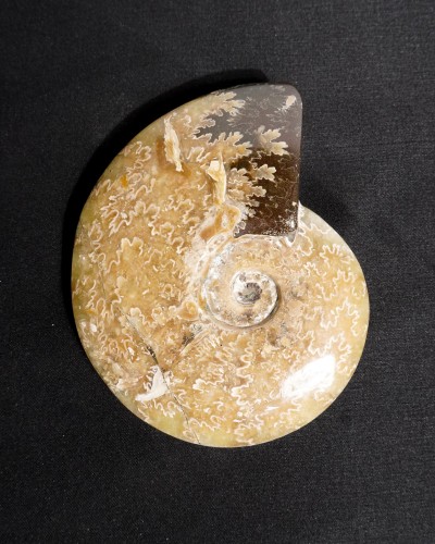 Ammoniti Fossili (Cleoniceras) - Cretacico - Madagascar