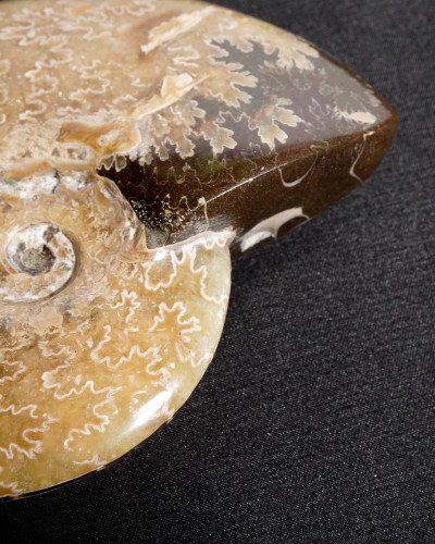 Ammonite Fossil (Cleoniceras) - Cretaceous - Madagascar
