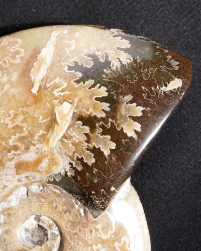 Ammoniti Fossili (Cleoniceras) - Cretacico - Madagascar