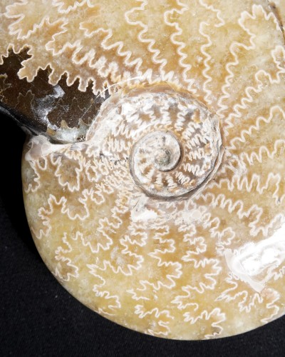 Ammoniti Fossili (Cleoniceras) - Cretacico - Madagascar