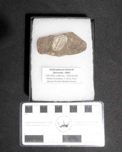 Trilobiti Fossili (Aulacopleura) - Silurian - Czech Republic