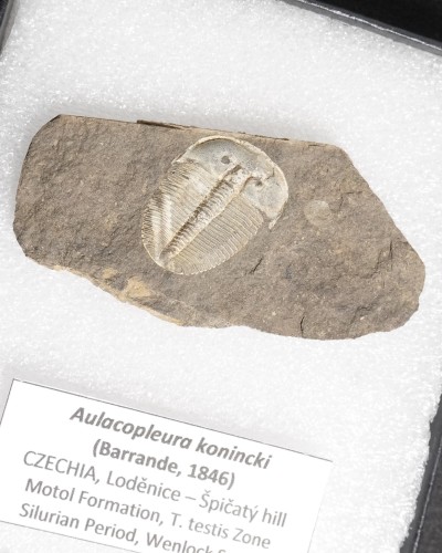 Trilobiti Fossili (Aulacopleura) - Silurian - Czech Republic