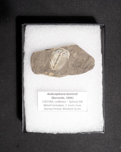 Trilobiti Fossili (Aulacopleura) - Silurian - Czech Republic